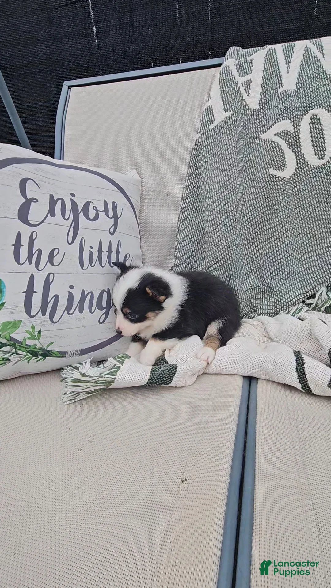 Mixed Breed dogs for sale: Rooster - Ad 4