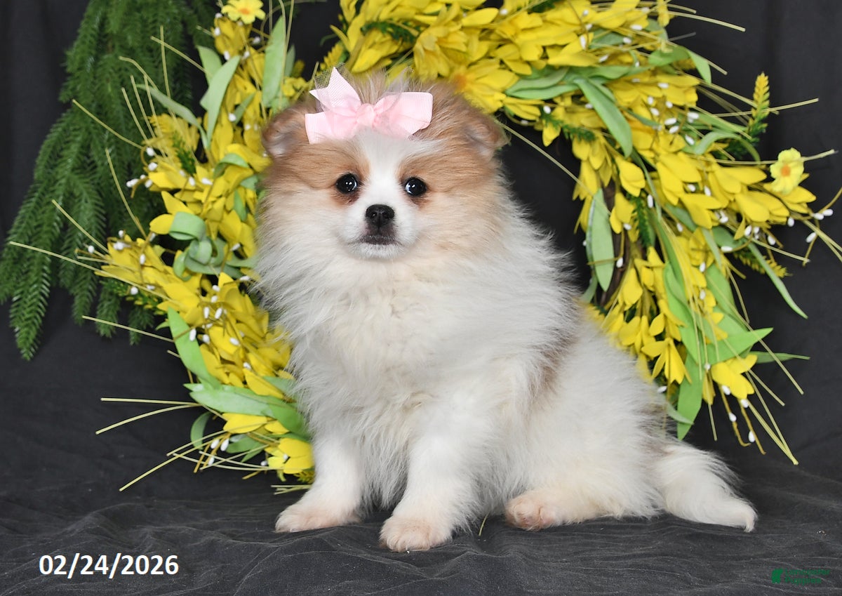 Pomeranian dogs Marble - Ad 2