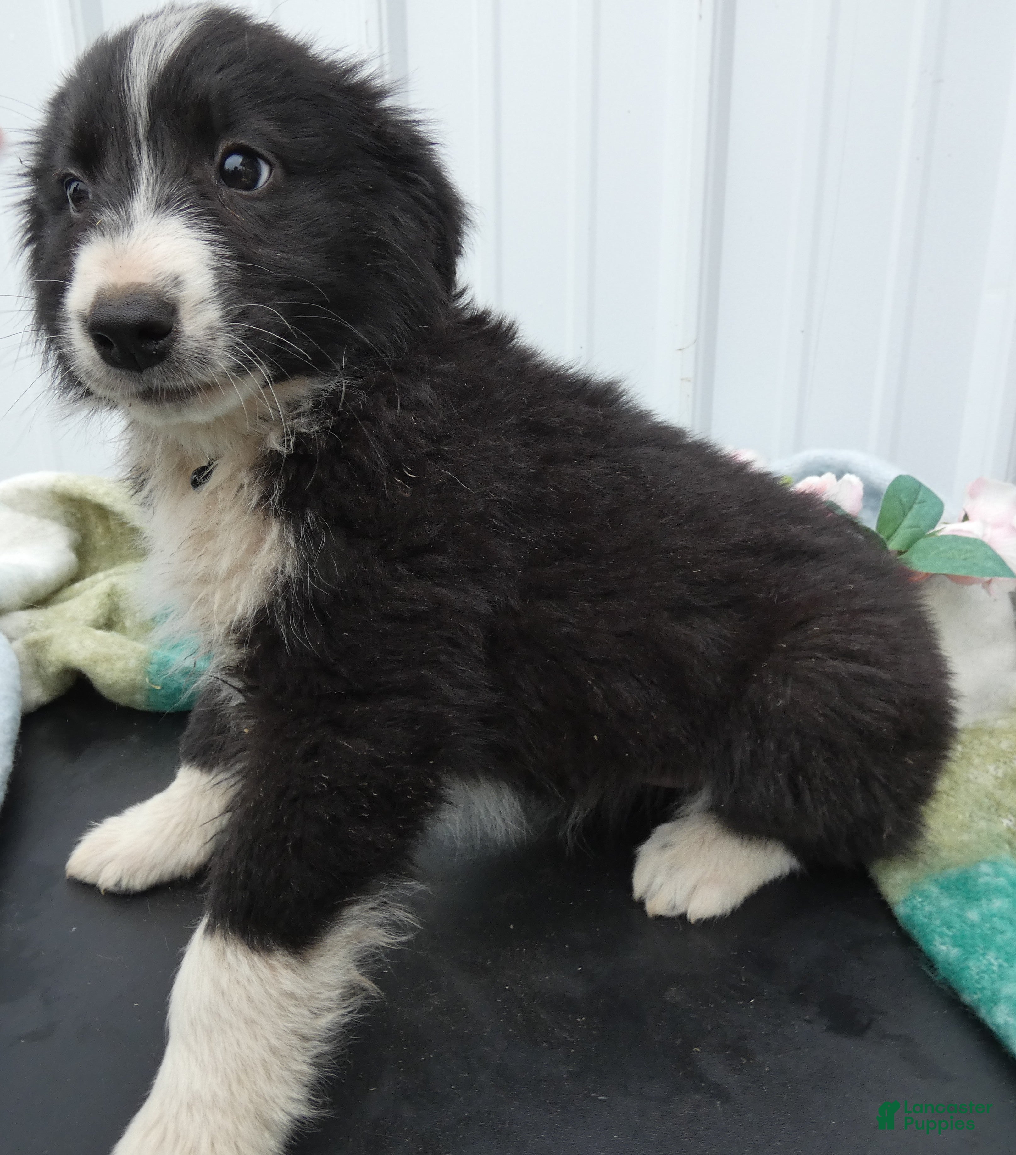 Border Collie dogs Border Collie Puppy 3 Trisha - Ad 20
