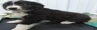 Border Collie Puppy 3 Trisha