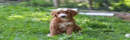 Standard Poodle dogs for sale: Hazel AKC - Ad 4