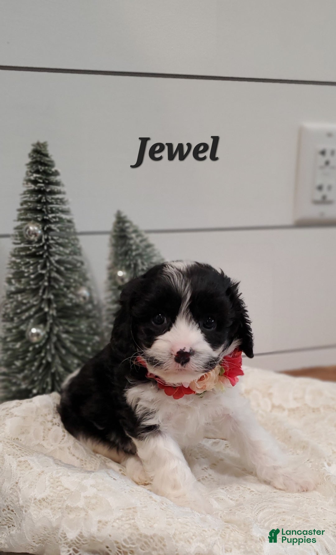 Cavapoo dogs for sale: Jewel  - Ad 3