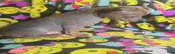 Chinese Crested dogs for sale: Stewart - Ad 5