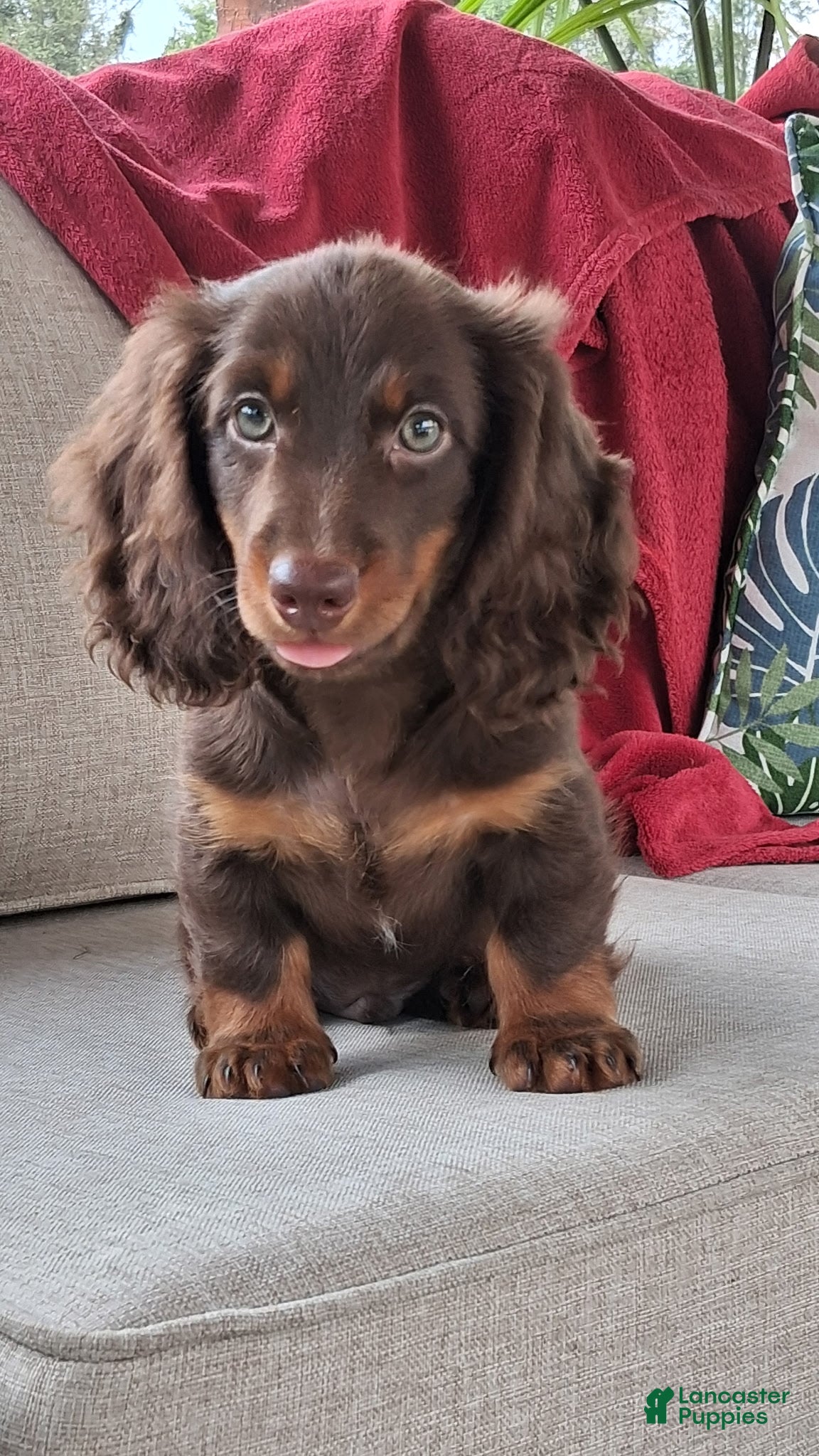 Miniature Dachshund dogs Niles - Ad 1