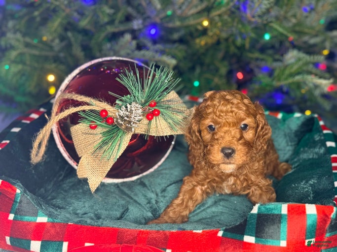 Gallery Image {{count}}