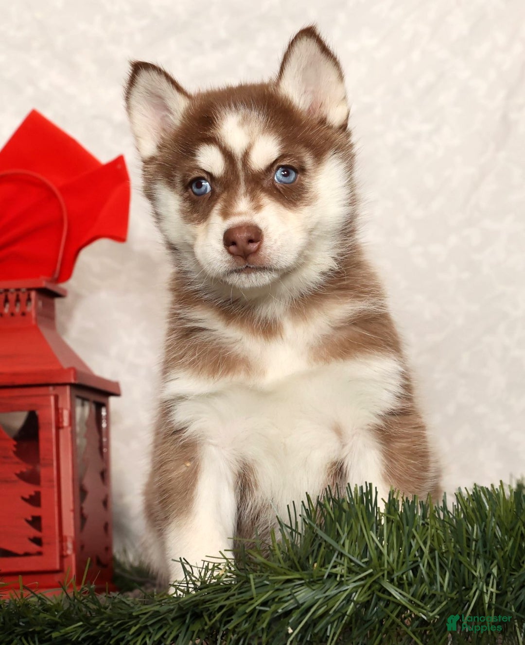 Siberian Husky dogs for sale: Mary - Ad 1
