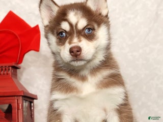 Siberian Husky dogs Mary - Ad 7