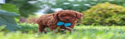 Miniature Poodle dogs for sale: Milo - Ad 5