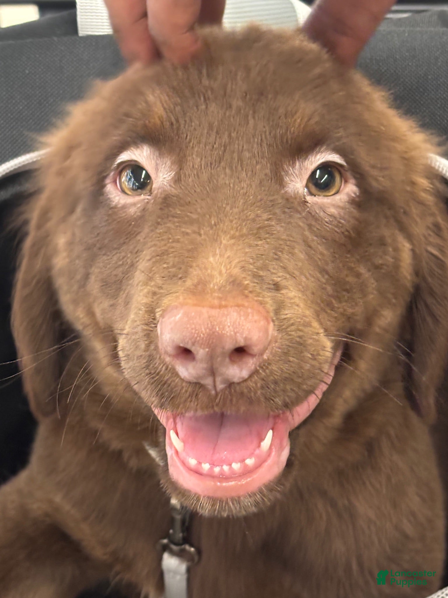 Mixed Breed dogs Mixed Breed 2 - Ad 29