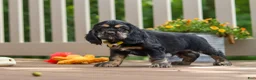 Cocker Spaniel dogs for sale: Bentley - Ad 4