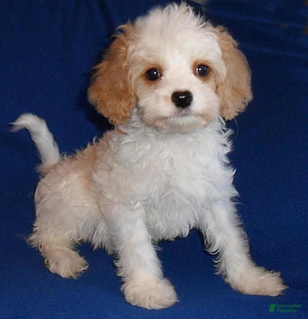 Cockapoo dogs for sale: Darby - Ad 1