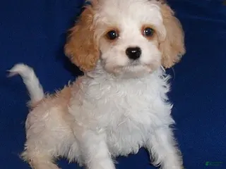 Cockapoo dogs for sale: Darby - Ad 3