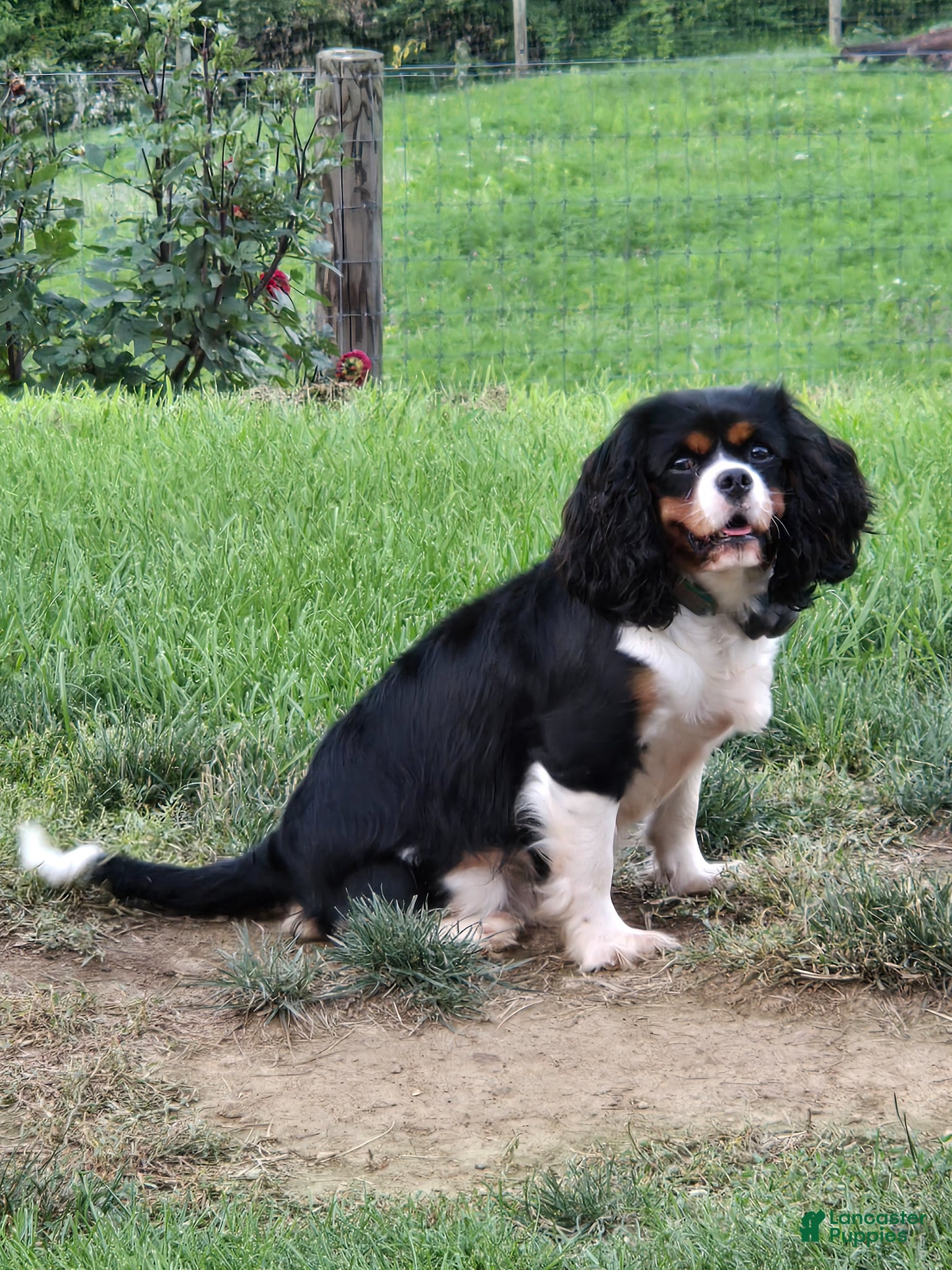 Cavalier King Charles Spaniel dogs Cocoa - Ad 2