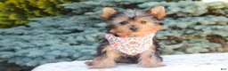Yorkshire Terrier dogs for sale: Aspen - Ad 2