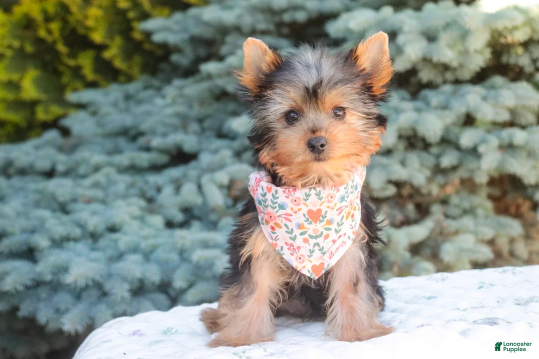 Yorkshire Terrier dogs for sale: Aspen - Ad 2