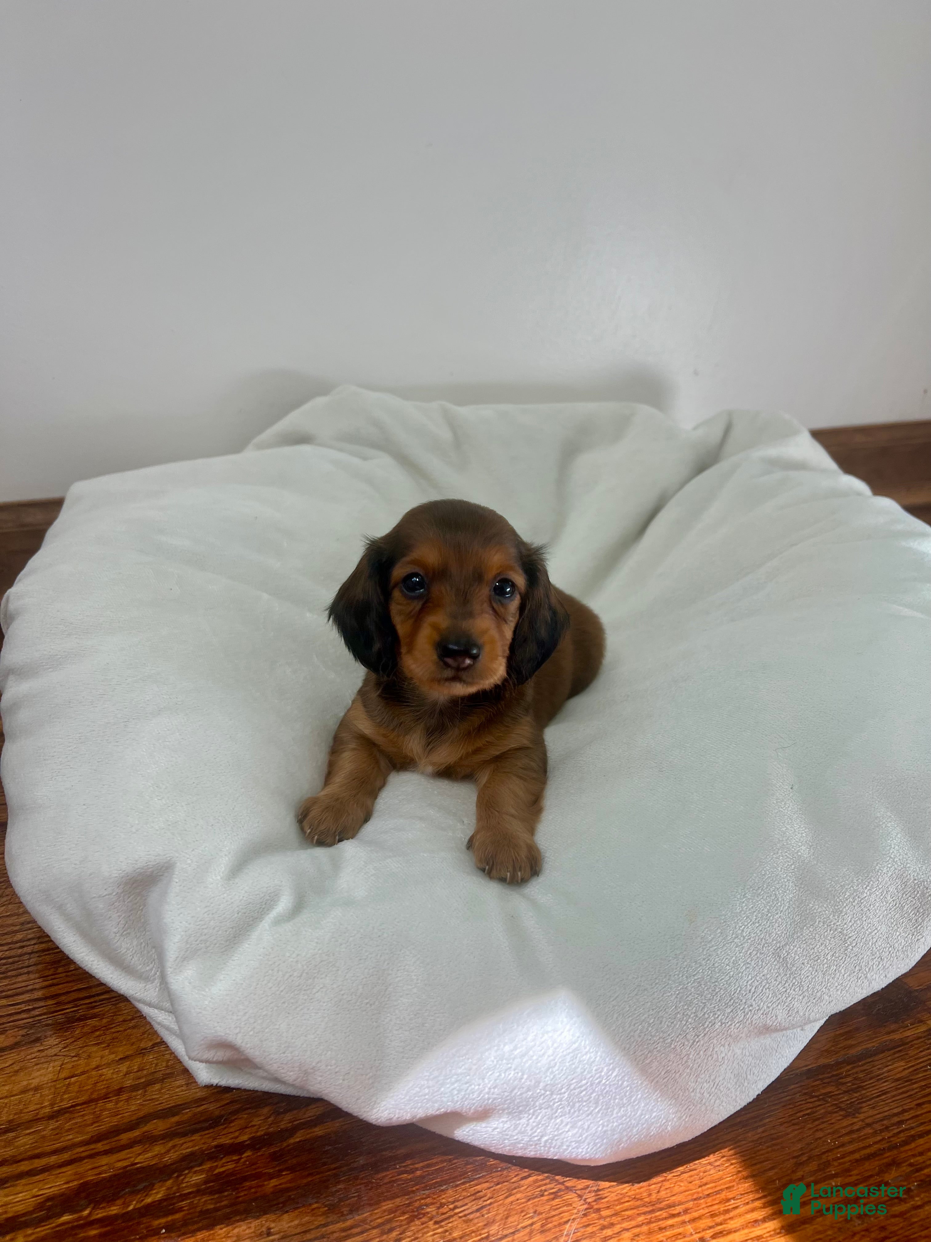 Miniature Dachshund dogs Brownie - Ad 1