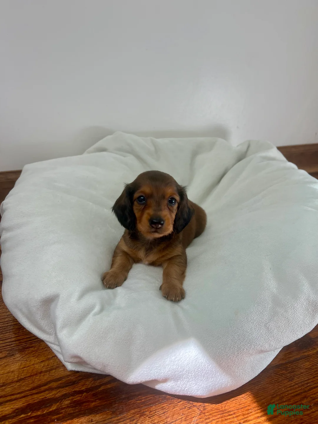 Miniature Dachshund dogs for sale: Brownie - Ad 1