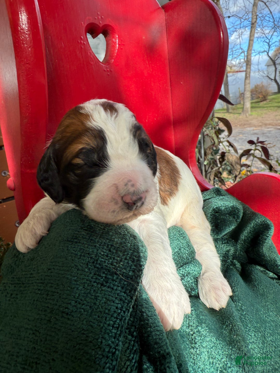 Saint Berdoodles dogs for sale: Bella - Ad 9