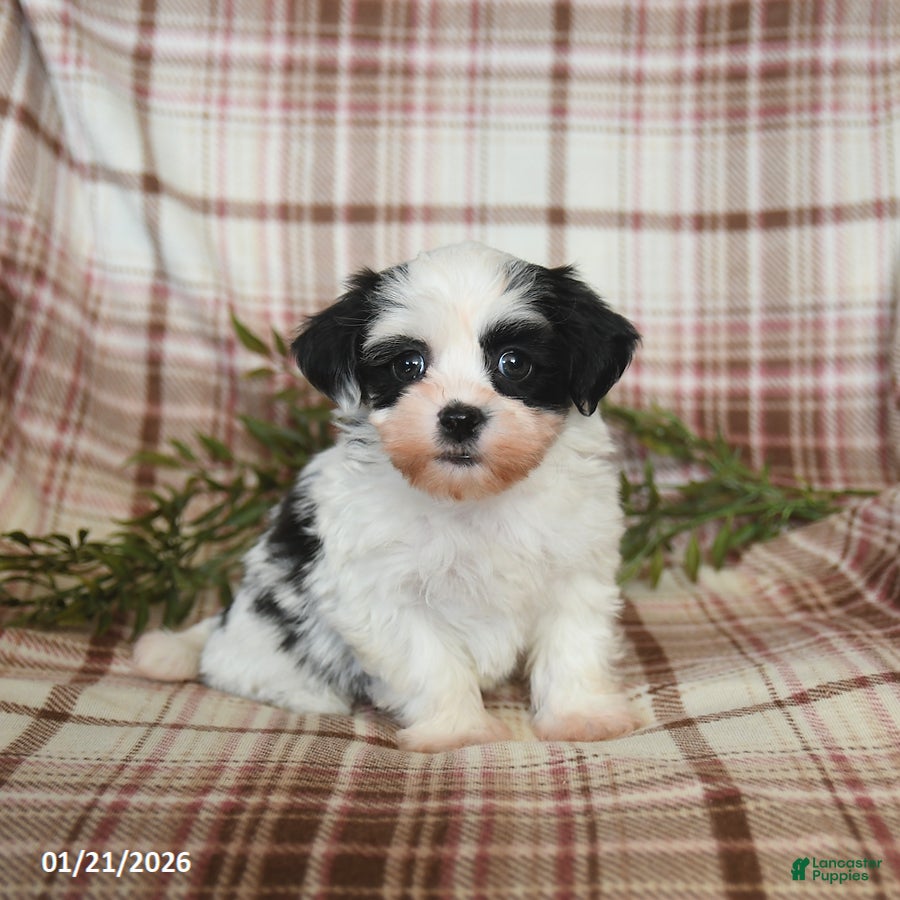 Teddy Bear dogs Winter - Ad 1