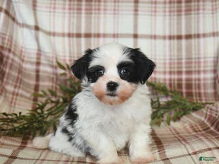 Teddy Bear dogs Winter - Ad 1