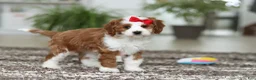 Cavapoo dogs for sale: Princess - Ad 7
