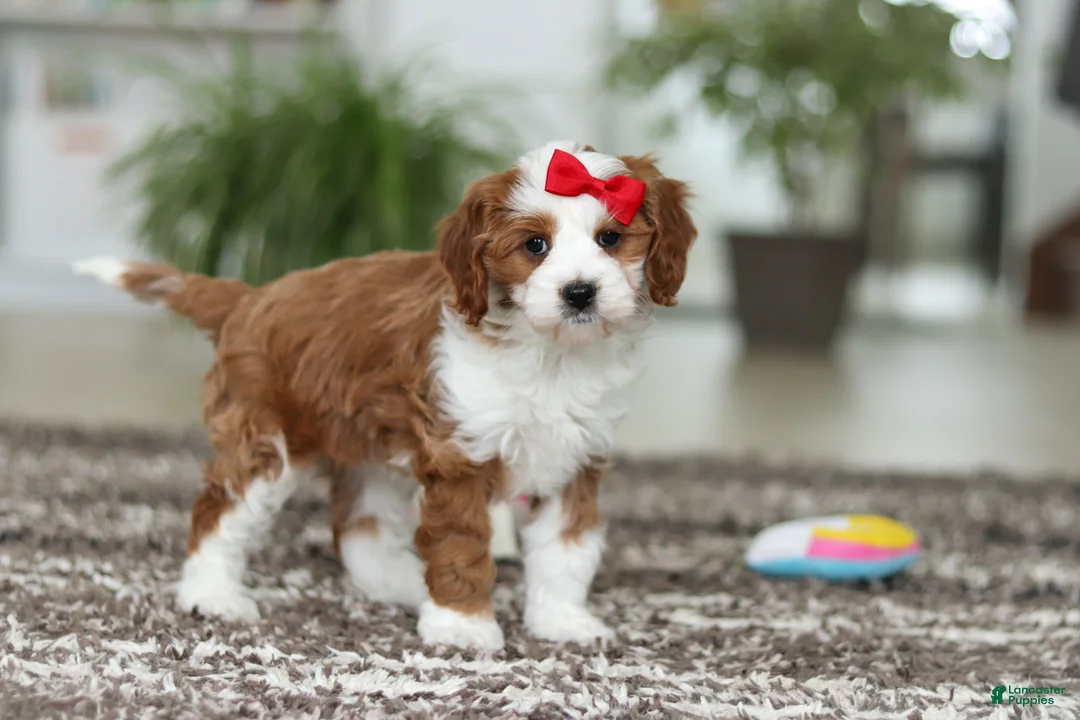 Cavapoo dogs for sale: Princess - Ad 7