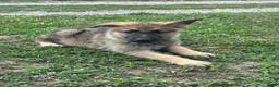 German Shepherd dogs for sale: German Shepherd 3 - Ad 3