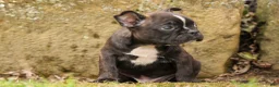Frenchton dogs for sale: BUDDY - Ad 6