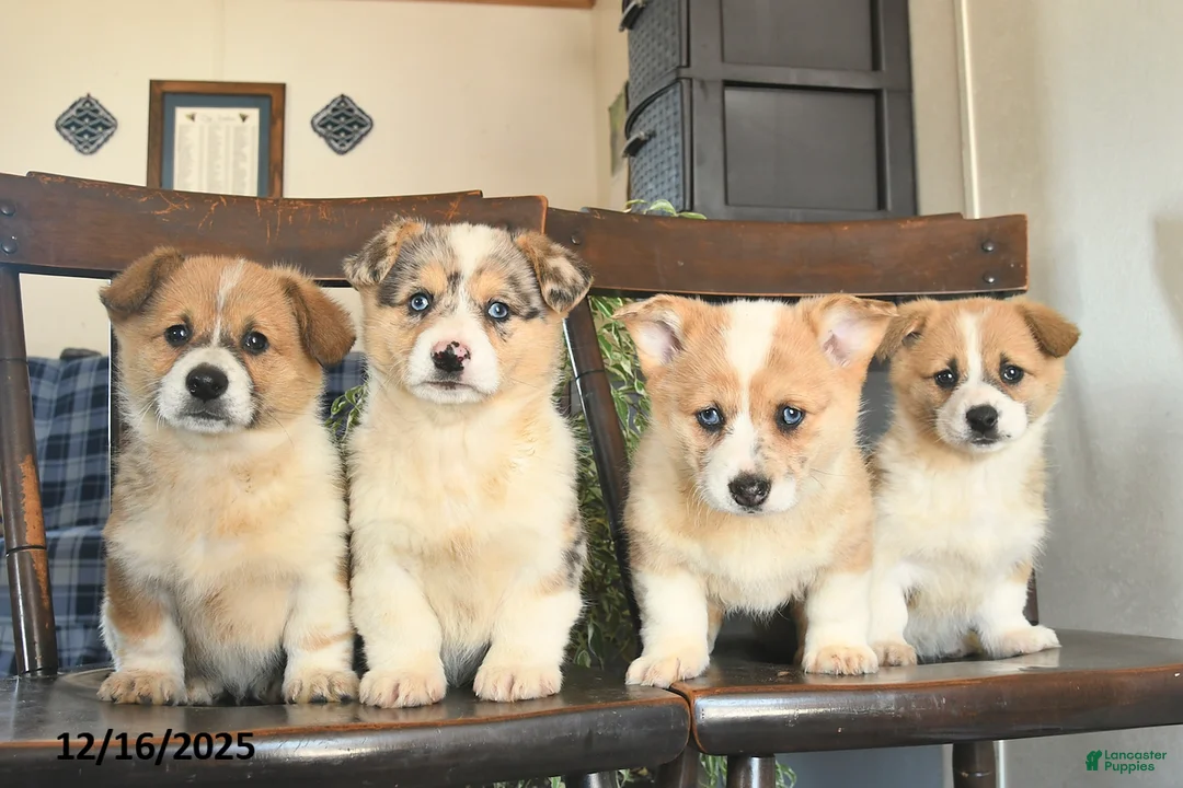 Welsh Corgi Pembroke dogs for sale: Melody  - Ad 6