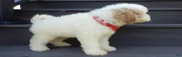 Mini Goldendoodle dogs for sale: Gus (medium) - Ad 3