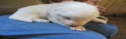 Great Pyrenees dogs for sale: Red collar all white Male Great Pyrenees Puppy  - Ad 3