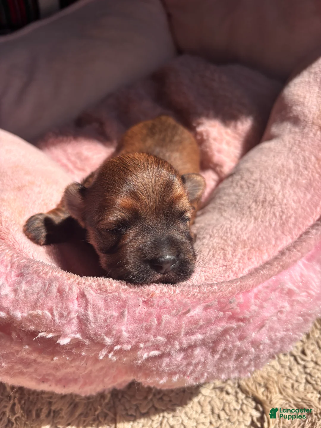 Havanese dogs for sale: Dorothy - Ad 2