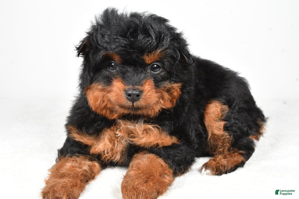 Aussiedoodle dogs Avery - Ad 22