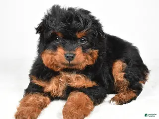 Aussiedoodle dogs Avery - Ad 22