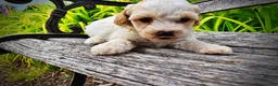 Havapoo dogs for sale: Ashley-SUMMER SALE!! $100 off listed price-this week only! - Ad 6