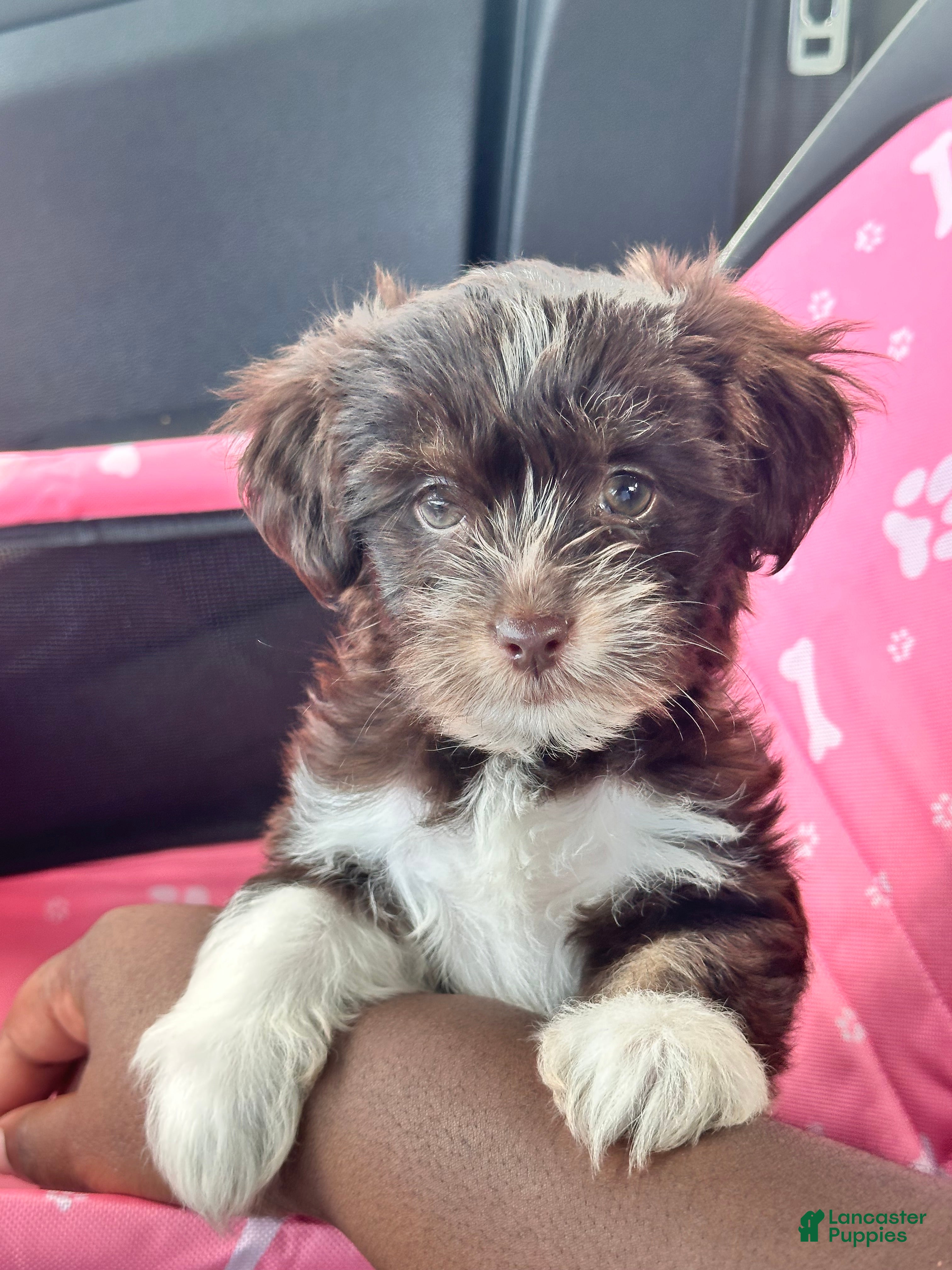 Mixed Breed dogs Mixed Breed Puppy 1 - Ad 2