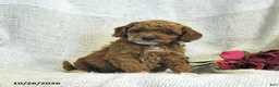 Cockapoo dogs for sale: Carter - Ad 5