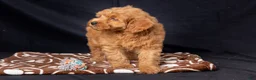 Mini Goldendoodle dogs for sale: Leah - Ad 6