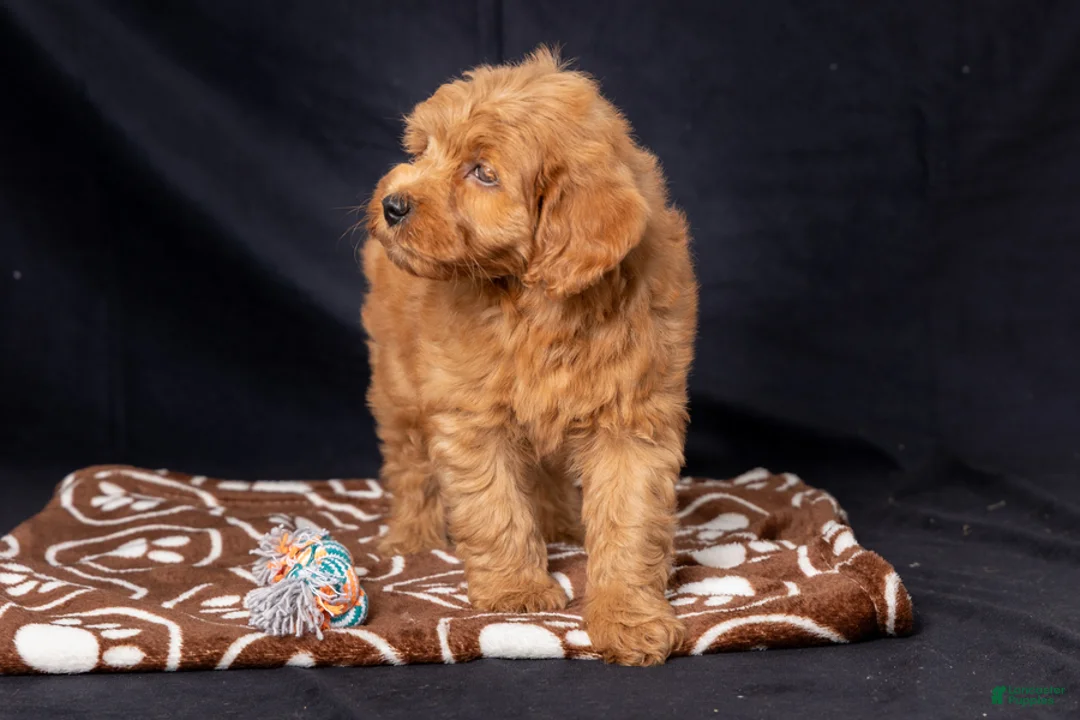 Mini Goldendoodle dogs for sale: Leah - Ad 6