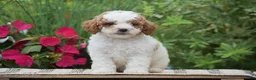 Miniature Poodle dogs for sale: Lilly - Ad 3