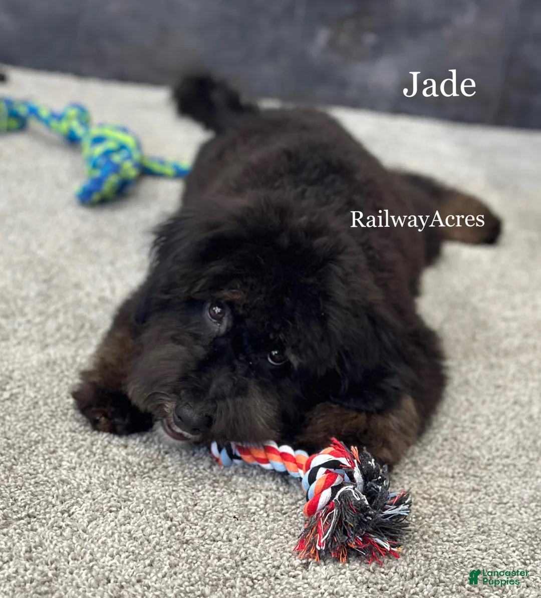 Mixed Breed dogs for sale: Golden Mt Doodle - Jade - Ad 3