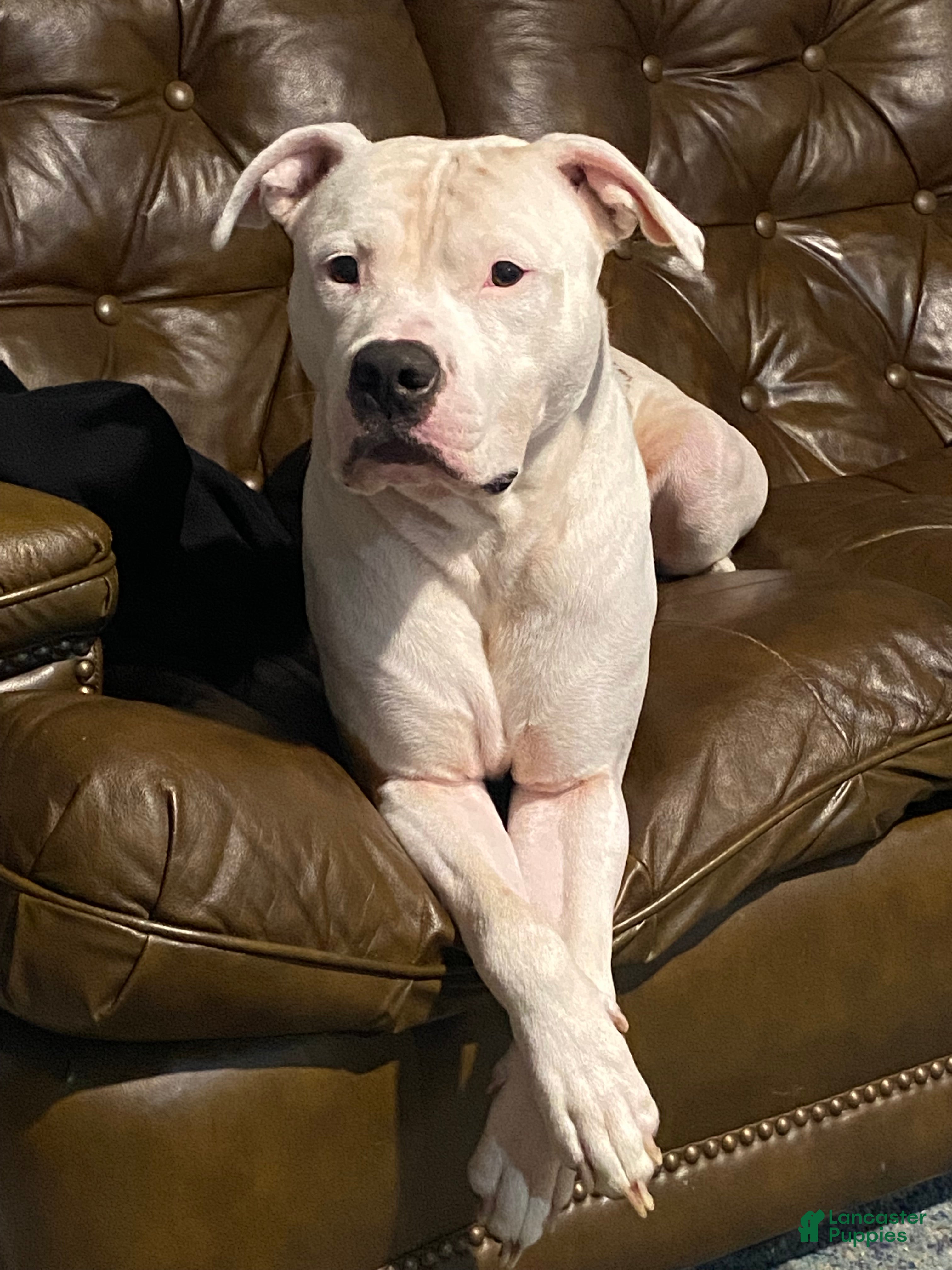 American Staffordshire Terrier dogs American staff puppies - Ad 1