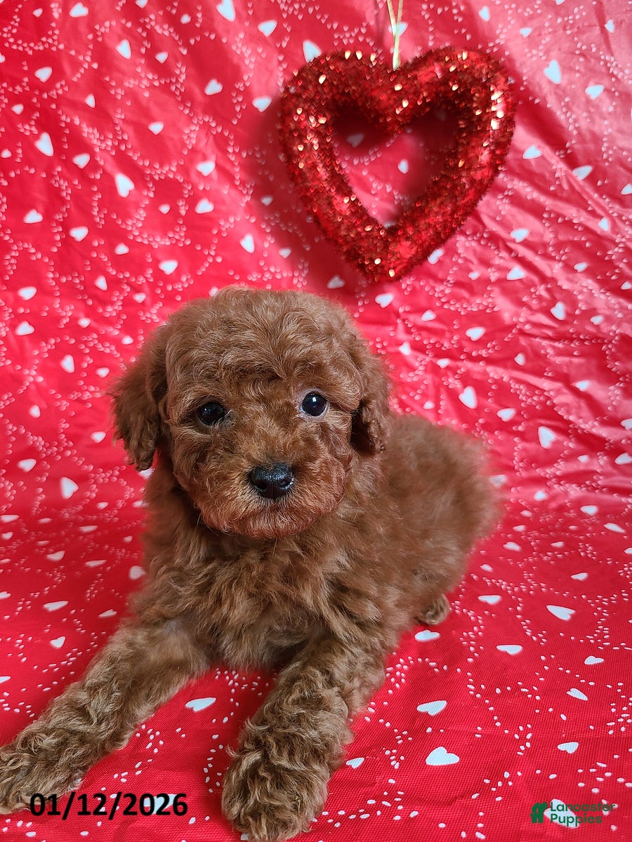 Bichpoo dogs Donnie - Ad 5