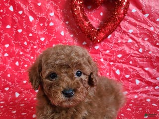 Bichpoo dogs Donnie - Ad 5