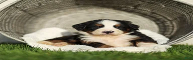 Jeffery Bernese Mountain Dog 
