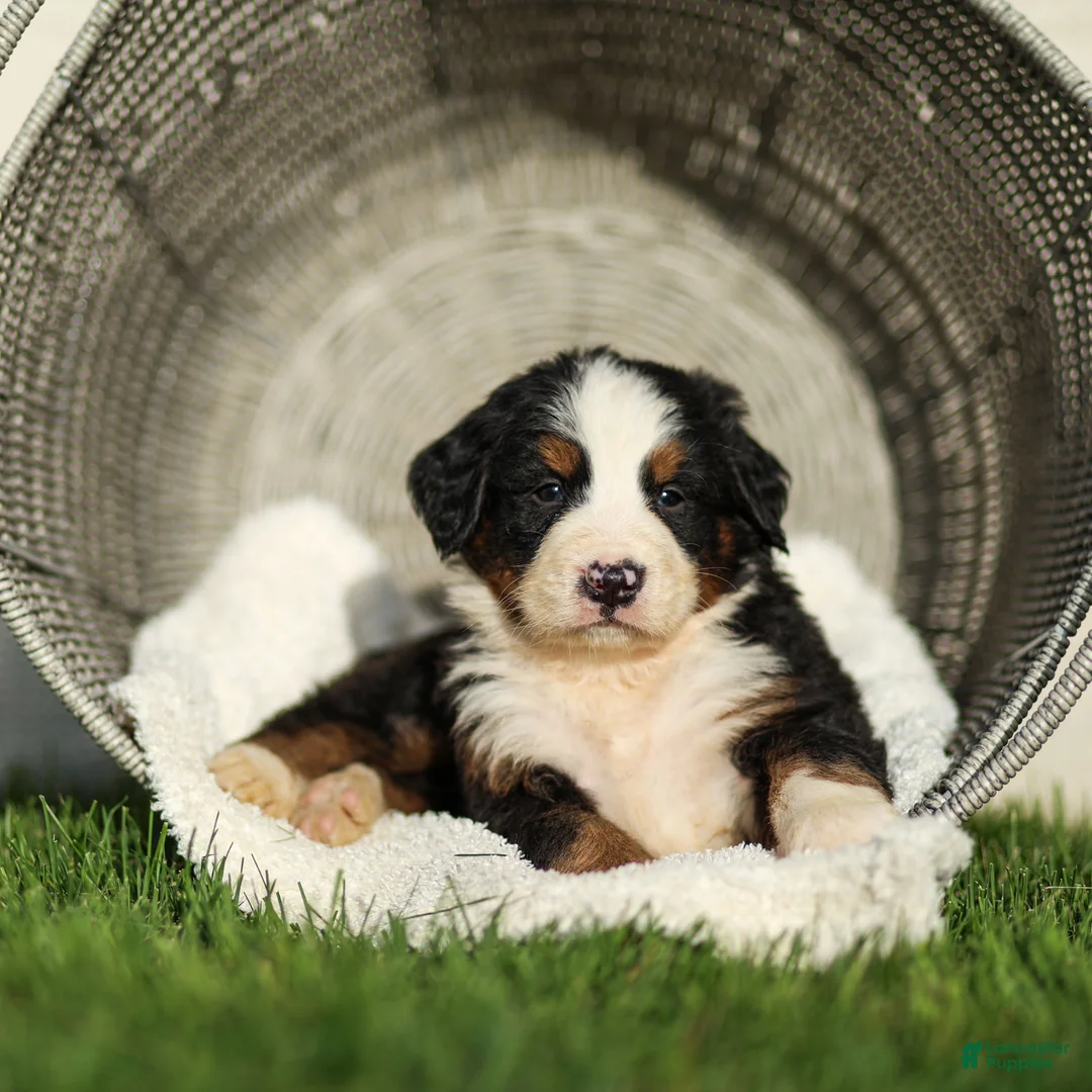 Bernese Mountain Dog dogs for sale: Jeffery Bernese Mountain Dog  - Ad 1