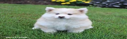 Pomsky dogs for sale: Scout - Ad 5