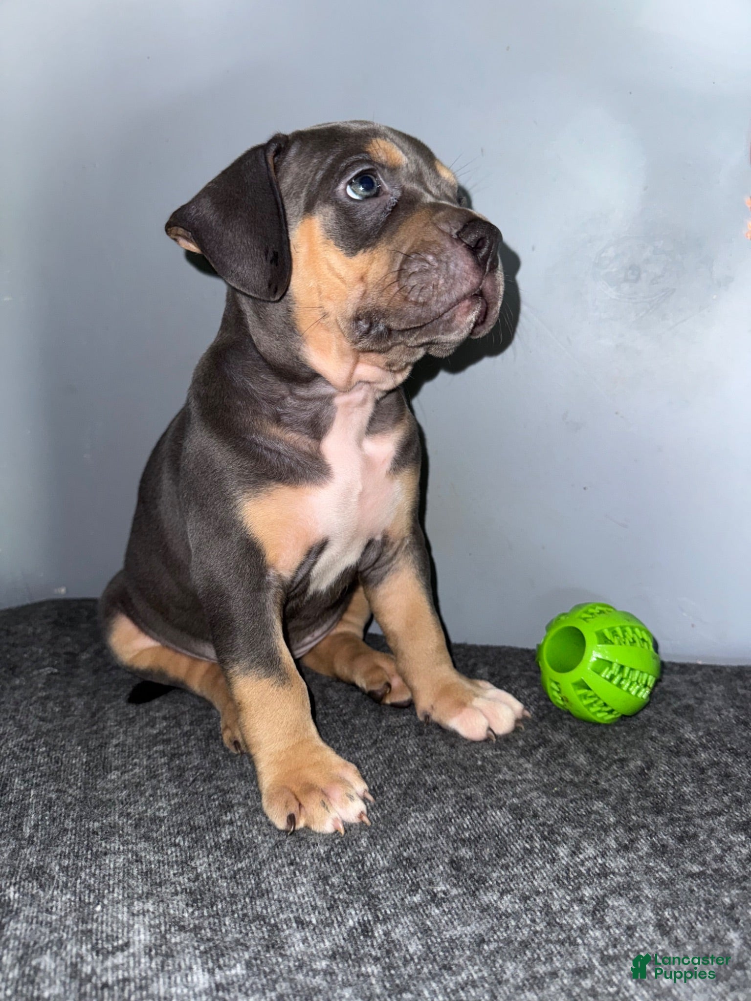 American Bully dogs Sadie - Ad 1