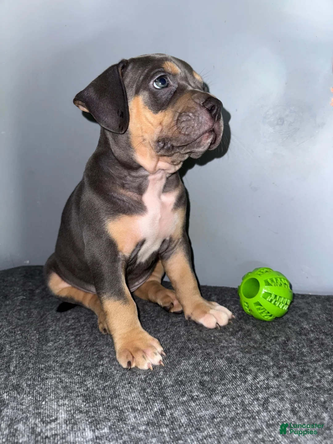 American Bully dogs for sale: Sadie - Ad 1