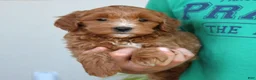 Mini Goldendoodle dogs for sale: Millie  - Ad 4